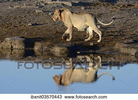 "Lion (Panthera leo) at a waterhole, Etosha National Park, Namibia, Africa" View Large Photo Image Stock Image - "Lion (Panthera leo) at a waterhole, Etosha National Park, Namibia, Africa". Fotosearch