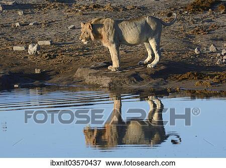 "Lion (Panthera leo) at a waterhole, Etosha National Park, Namibia, Africa" View Large Photo Image Stock Photo - "Lion (Panthera leo) at a waterhole, Etosha National Park, Namibia, Africa". Fotosearch