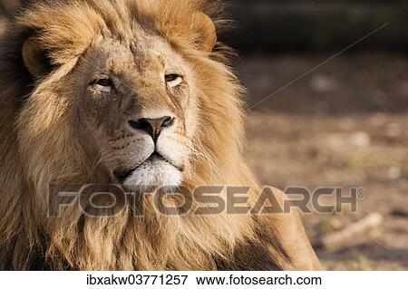 "Lion (Panthera leo), captive" View Large Photo Image Stock Photo - "Lion (Panthera leo), captive". Fotosearch
