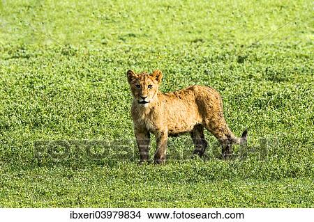 "Lion (Panthera leo), cub, Ngorongoro Crater, Tanzania, Africa" View Large Photo Image Picture - "Lion (Panthera leo), cub, Ngorongoro Crater, Tanzania, Africa". Fotosearch
