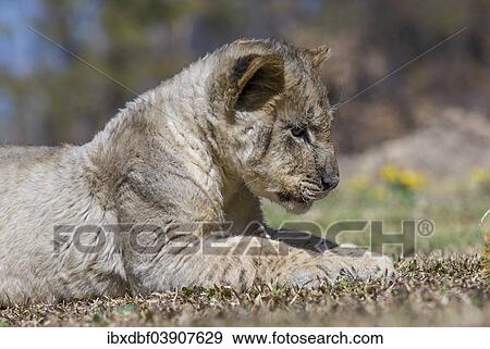 "Lion (Panthera leo), cub, young animal, Antelope Park, near Gweru, Zimbabwe, Africa" View Large Photo Image Stock Photo - "Lion (Panthera leo), cub, young animal, Antelope Park, near Gweru, Zimbabwe, Africa". Fotosearch