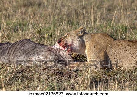 "Lion (Panthera leo) eating a Blue Wildebeest (Connochaetes taurinus), Masai Mara National Reserve, Kenya, East Africa, Africa, PublicGround, Africa" View Large Photo Image Stock Image - "Lion (Panthera leo) eating a Blue Wildebeest (Connochaetes taurinus), Masai Mara National Reserve, Kenya, East Africa, Africa, PublicGround, Africa". Fotosearch