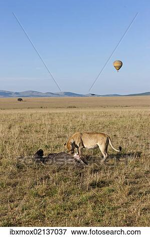 "Lion (Panthera leo) eating a Blue Wildebeest (Connochaetes taurinus), Masai Mara National Reserve, Kenya, East Africa, Africa, PublicGround, Africa" View Large Photo Image Stock Photo - "Lion (Panthera leo) eating a Blue Wildebeest (Connochaetes taurinus), Masai Mara National Reserve, Kenya, East Africa, Africa, PublicGround, Africa". Fotosearch