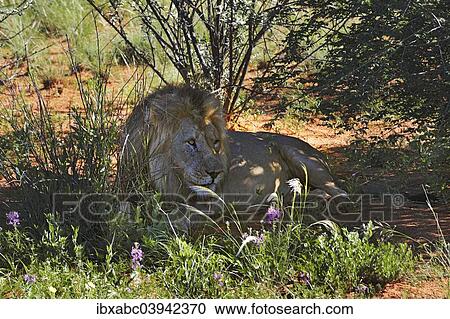 "Lion (Panthera leo), Erindi Game Reserve, Namibia, Africa" View Large Photo Image Stock Image - "Lion (Panthera leo), Erindi Game Reserve, Namibia, Africa". Fotosearch