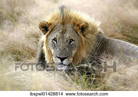 "Lion (Panthera leo), Etosha National Park, Namibia, Africa" View Large Photo Image Picture - "Lion (Panthera leo), Etosha National Park, Namibia, Africa". Fotosearch