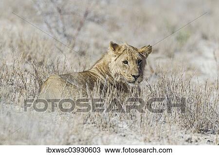 "Lion (Panthera leo), Etosha National Park, Namibia, Africa" View Large Photo Image Stock Image - "Lion (Panthera leo), Etosha National Park, Namibia, Africa". Fotosearch