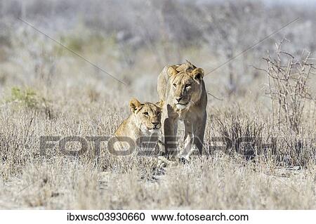 "Lion (Panthera leo), Etosha National Park, Namibia, Africa" View Large Photo Image Stock Image - "Lion (Panthera leo), Etosha National Park, Namibia, Africa". Fotosearch