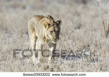 "Lion (Panthera leo), Etosha National Park, Namibia, Africa" View Large Photo Image Stock Image - "Lion (Panthera leo), Etosha National Park, Namibia, Africa". Fotosearch