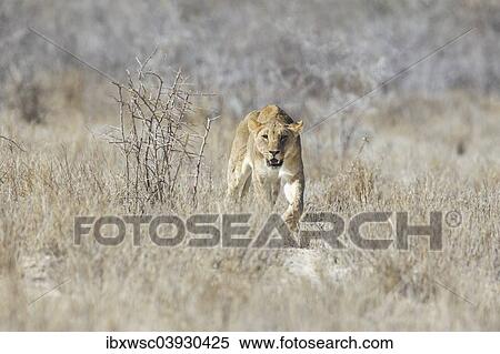 "Lion (Panthera leo), Etosha National Park, Namibia, Africa" View Large Photo Image Stock Photography - "Lion (Panthera leo), Etosha National Park, Namibia, Africa". Fotosearch