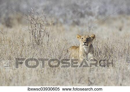 "Lion (Panthera leo), Etosha National Park, Namibia, Africa" View Large Photo Image Stock Photography - "Lion (Panthera leo), Etosha National Park, Namibia, Africa". Fotosearch