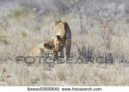 "Lion (Panthera leo), Etosha National Park, Namibia, Africa" View Large Photo Image Stock Photography - "Lion (Panthera leo), Etosha National Park, Namibia, Africa". Fotosearch