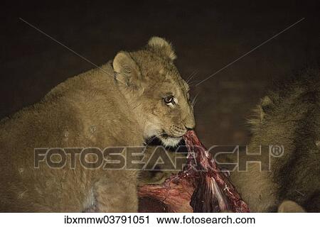 Stock Image - "Lion (Panthera leo), feeding, Namibia, Africa". Fotosearch