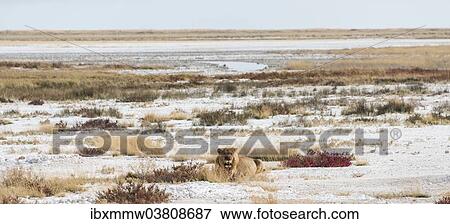 "Lion (Panthera leo), gorged male lying on the edge of the Etosha Pan, Etosha National Park, Namibia, Africa" View Large Photo Image Stock Photo - "Lion (Panthera leo), gorged male lying on the edge of the Etosha Pan, Etosha National Park, Namibia, Africa". Fotosearch