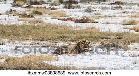 Stock Photo - "Lion (Panthera leo), gorged male lying on the edge of the Etosha Pan, Etosha National Park, Namibia, Africa". Fotosearch