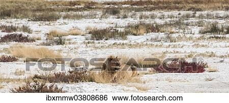 Stock Photograph - "Lion (Panthera leo), gorged male lying on the edge of the Etosha Pan, Etosha National Park, Namibia, Africa". Fotosearch