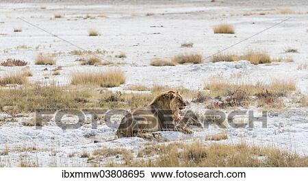 Stock Photography - "Lion (Panthera leo), gorged male lying on the edge of the Etosha Pan, Etosha National Park, Namibia, Africa". Fotosearch
