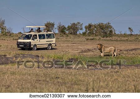 "Lion (Panthera leo) in front of a jeep, Masai Mara National Reserve, Kenya, East Africa, Africa, PublicGround, Africa" View Large Photo Image Stock Photo - "Lion (Panthera leo) in front of a jeep, Masai Mara National Reserve, Kenya, East Africa, Africa, PublicGround, Africa". Fotosearch
