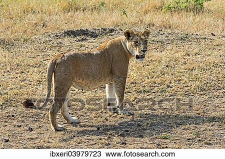 "Lion (Panthera leo), lioness, adult female, Maasai Mara National Reserve, Kenya, Africa" View Large Photo Image Stock Image - "Lion (Panthera leo), lioness, adult female, Maasai Mara National Reserve, Kenya, Africa". Fotosearch