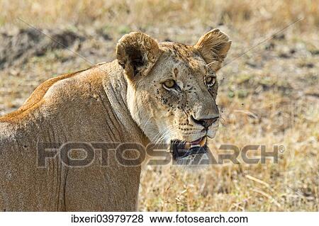 "Lion (Panthera leo), lioness, adult female, Maasai Mara National Reserve, Kenya, Africa" View Large Photo Image Stock Photo - "Lion (Panthera leo), lioness, adult female, Maasai Mara National Reserve, Kenya, Africa". Fotosearch