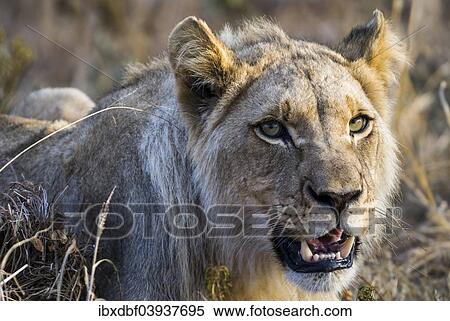 "Lion (Panthera leo), lioness, female, Kruger National Park, South Africa, Africa" View Large Photo Image Stock Photography - "Lion (Panthera leo), lioness, female, Kruger National Park, South Africa, Africa". Fotosearch