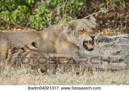 "Lion (Panthera leo), lioness suckling cubs, Kasane, Chobe National Park, Botswana, Africa" View Large Photo Image Stock Photo - "Lion (Panthera leo), lioness suckling cubs, Kasane, Chobe National Park, Botswana, Africa". Fotosearch