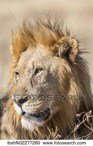 "Lion (Panthera leo), male, Etosha National Park, Namibia, Africa" View Large Photo Image Stock Image - "Lion (Panthera leo), male, Etosha National Park, Namibia, Africa". Fotosearch