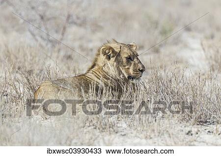 "Lion (Panthera leo), male, Etosha National Park, Namibia, Africa" View Large Photo Image Stock Image - "Lion (Panthera leo), male, Etosha National Park, Namibia, Africa". Fotosearch