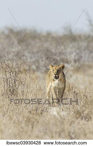 "Lion (Panthera leo), male, Etosha National Park, Namibia, Africa" View Large Photo Image Stock Photo - "Lion (Panthera leo), male, Etosha National Park, Namibia, Africa". Fotosearch