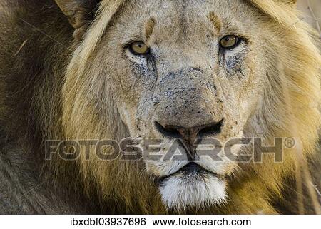 "Lion (Panthera leo), male, Kruger National Park, South Africa, Africa" View Large Photo Image Stock Photograph - "Lion (Panthera leo), male, Kruger National Park, South Africa, Africa". Fotosearch
