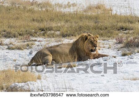 "Lion (Panthera leo), male lion resting with a full stomach on the edge of the Etosha salt pan, Etosha National Park, Namibia, Africa" View Large Photo Image Stock Photo - "Lion (Panthera leo), male lion resting with a full stomach on the edge of the Etosha salt pan, Etosha National Park, Namibia, Africa". Fotosearch