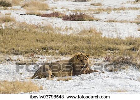 "Lion (Panthera leo), male lion resting with a full stomach on the edge of the Etosha salt pan, Etosha National Park, Namibia, Africa" View Large Photo Image Stock Photo - "Lion (Panthera leo), male lion resting with a full stomach on the edge of the Etosha salt pan, Etosha National Park, Namibia, Africa". Fotosearch