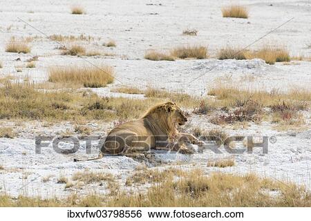 "Lion (Panthera leo), male lion resting with a full stomach on the edge of the Etosha salt pan, Etosha National Park, Namibia, Africa" View Large Photo Image Stock Photograph - "Lion (Panthera leo), male lion resting with a full stomach on the edge of the Etosha salt pan, Etosha National Park, Namibia, Africa". Fotosearch