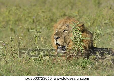 Stock Image - "Lion (Panthera leo), male, lying amidst tall grass, Lake Nakuru National Park, near Nakuru, Rift Valley Province, Kenya, Africa". Fotosearch