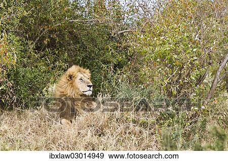 "Lion (Panthera leo), male, Masai Mara, Rift Valley Province, Kenya, Africa" View Large Photo Image Stock Photo - "Lion (Panthera leo), male, Masai Mara, Rift Valley Province, Kenya, Africa". Fotosearch