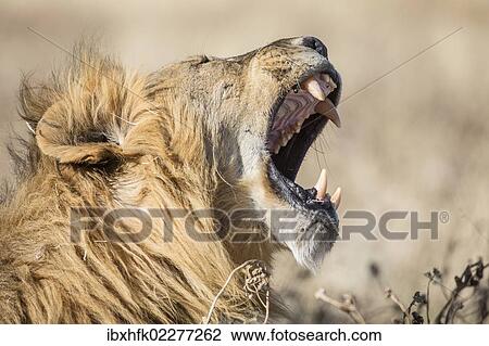 "Lion (Panthera leo), male, mouth wide open, Etosha National Park, Namibia, Africa" View Large Photo Image Stock Image - "Lion (Panthera leo), male, mouth wide open, Etosha National Park, Namibia, Africa". Fotosearch