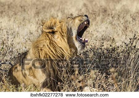 "Lion (Panthera leo), male, mouth wide open, Etosha National Park, Namibia, Africa" View Large Photo Image Stock Photo - "Lion (Panthera leo), male, mouth wide open, Etosha National Park, Namibia, Africa". Fotosearch