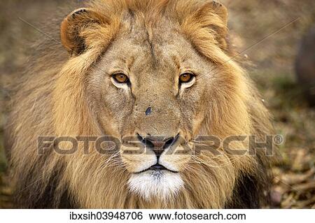 "Lion (Panthera leo), male, South Africa, Africa" View Large Photo Image Stock Photograph - "Lion (Panthera leo), male, South Africa, Africa". Fotosearch