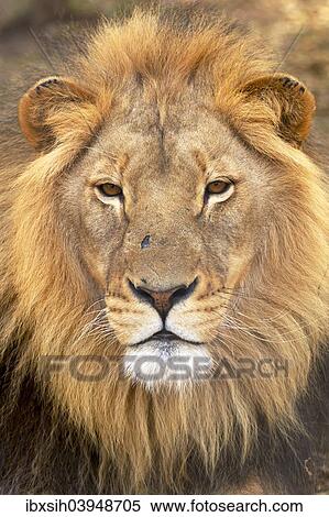 "Lion (Panthera leo), male, South Africa, Africa" View Large Photo Image Stock Photography - "Lion (Panthera leo), male, South Africa, Africa". Fotosearch