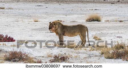 Stock Photo - "Lion (Panthera leo), male standing at the edge of the Etosha Pan, Etosha National Park, Namibia, Africa". Fotosearch