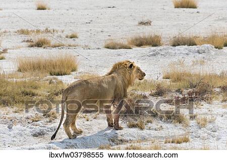 "Lion (Panthera leo), male with a full stomach standing on the edge of the Etosha salt pan, Etosha National Park, Namibia, Africa" View Large Photo Image Stock Photography - "Lion (Panthera leo), male with a full stomach standing on the edge of the Etosha salt pan, Etosha National Park, Namibia, Africa". Fotosearch