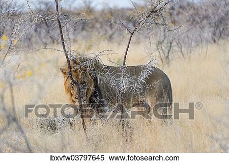 "Lion (Panthera leo), male with mane, Etosha National Park, Namibia, Africa" View Large Photo Image Stock Photography - "Lion (Panthera leo), male with mane, Etosha National Park, Namibia, Africa". Fotosearch
