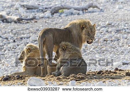 "Lion (Panthera leo), males, Etosha National Park, Namibia, Africa" View Large Photo Image Stock Photo - "Lion (Panthera leo), males, Etosha National Park, Namibia, Africa". Fotosearch