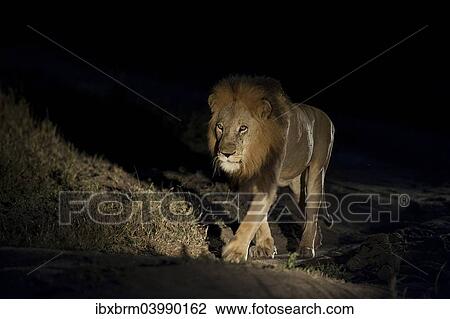"Lion (Panthera leo), maned lion, at night, South Africa, Africa" View Large Photo Image Stock Image - "Lion (Panthera leo), maned lion, at night, South Africa, Africa". Fotosearch