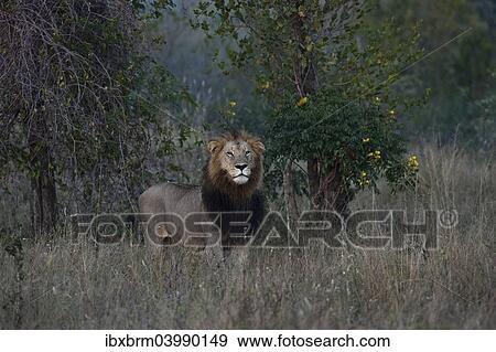 "Lion (Panthera leo), maned lion, alert, South Africa, Africa" View Large Photo Image Stock Photo - "Lion (Panthera leo), maned lion, alert, South Africa, Africa". Fotosearch