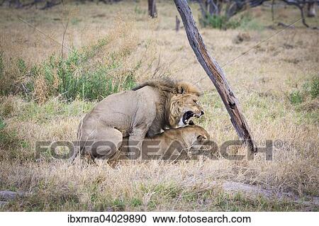 Stock Image - "Lion (Panthera leo) mating, Okavango Delta, Botswana, Africa". Fotosearch