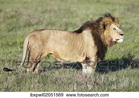 Stock Photo - "Lion (Panthera leo), Ngorongoro Crater, Ngorongoro Conservation Area, Tanzania, Africa". Fotosearch
