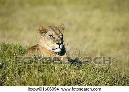 "Lion (Panthera leo), Okavango Delta, Botswana, Africa" View Large Photo Image Picture - "Lion (Panthera leo), Okavango Delta, Botswana, Africa". Fotosearch