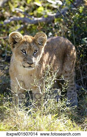 "Lion (Panthera leo), Okavango Delta, Botswana, Africa" View Large Photo Image Picture - "Lion (Panthera leo), Okavango Delta, Botswana, Africa". Fotosearch