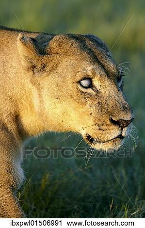 Stock Image - "Lion (Panthera leo), Okavango Delta, Botswana, Africa". Fotosearch