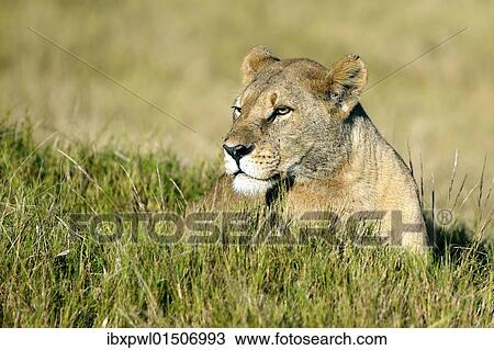 "Lion (Panthera leo), Okavango Delta, Botswana, Africa" View Large Photo Image Stock Image - "Lion (Panthera leo), Okavango Delta, Botswana, Africa". Fotosearch